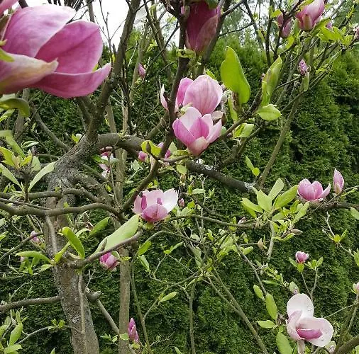 Prázdninový dům Wisla-dom Przy Rzece